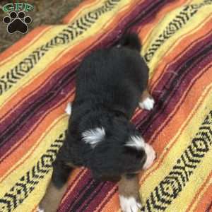 Clover, Bernese Mountain Dog Puppy